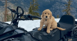 Bear Valley Avalanche Rescue Dog