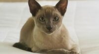 In this photo provided by Helen North, Leo the laundry-stealing cat poses on July 24, 2024, at its home in Auckland, New Zealand. (Helen North via AP)