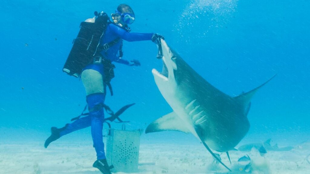 Tom Bergeron join's Discovery's 'Shark Week' lineup with 'Dancing with Sharks'