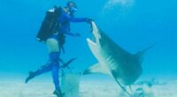 Tom Bergeron join's Discovery's 'Shark Week' lineup with 'Dancing with Sharks'