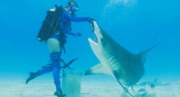 Tom Bergeron join's Discovery's 'Shark Week' lineup with 'Dancing with Sharks'