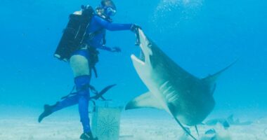 Tom Bergeron join's Discovery's 'Shark Week' lineup with 'Dancing with Sharks'