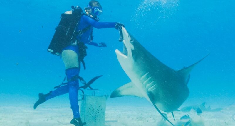 Tom Bergeron join's Discovery's 'Shark Week' lineup with 'Dancing with Sharks'