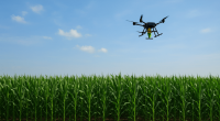 U of I researchers aim to help farmers by improving production, irrigation