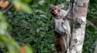 In this Friday, Nov. 10, 2017 photo, a rhesus macaques monkey observes kayakers as they navigate along the Silver River in Silver Springs, Fla. (AP Photo/John Raoux, File)