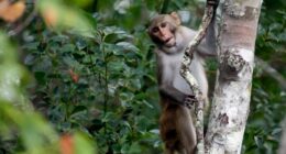 In this Friday, Nov. 10, 2017 photo, a rhesus macaques monkey observes kayakers as they navigate along the Silver River in Silver Springs, Fla. (AP Photo/John Raoux, File)