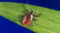 Urbana Park District issues warning after ticks reported in parks