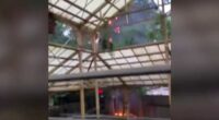 VIDEO: Tree catches fire at Universal’s Islands of Adventure in Orlando