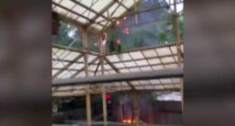 VIDEO: Tree catches fire at Universal’s Islands of Adventure in Orlando