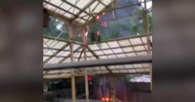 VIDEO: Tree catches fire at Universal’s Islands of Adventure in Orlando