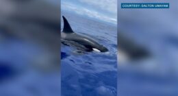 Video: Rare 'apex predator' orcas spotted off Hawaii coast