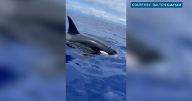 Video: Rare 'apex predator' orcas spotted off Hawaii coast