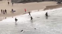 Shark bite Cabarita