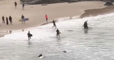 Shark bite Cabarita