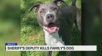 Watch: Bodycam footage shows Missouri deputy shoot family dog