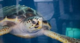 Westie the sea turtle to make a splash in the ocean