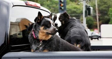 Couple of dogs in a pickup truck at light stop.