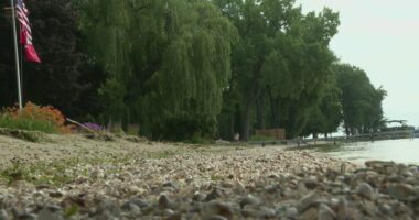 Wisconsin lakes threatened by zebra mussels who carry toxic algae