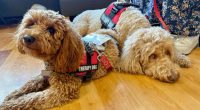 Woof! Meet Carle Health’s new therapy pup, and learn how to get involved yourself