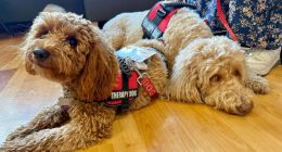 Woof! Meet Carle Health’s new therapy pup, and learn how to get involved yourself