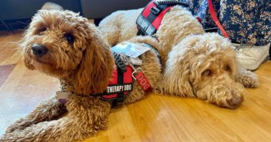 Woof! Meet Carle Health’s new therapy pup, and learn how to get involved yourself