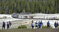 Yellowstone aspen recovering thanks to 1990s reintroduction of wolves: Study