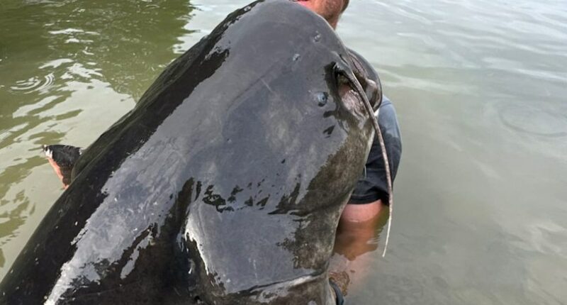 Man holding a 2.68-meter-long catfish.