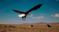 Biden's wind energy rules are still killing eagles and must be rescinded