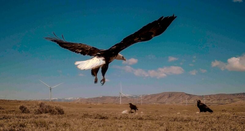 Biden's wind energy rules are still killing eagles and must be rescinded