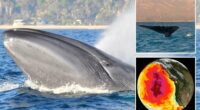 Blue whales going silent off coast of California alarming scientists with greater ecosystem danger