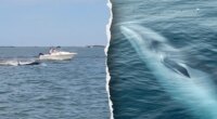 Boat collision with whale sends passenger overboard, kills 20-foot marine mammal