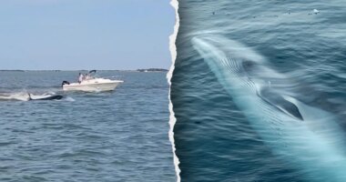 Boat collision with whale sends passenger overboard, kills 20-foot marine mammal