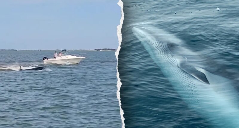 Boat collision with whale sends passenger overboard, kills 20-foot marine mammal