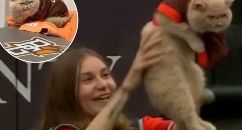 Bowling Green's Pudge the Cat becomes college football's early breakout star