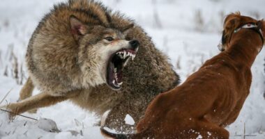 A wolf bares its teeth while attacking a wolfhound in the snow.