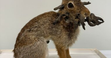 Rabbit specimen with Shope papilloma virus.