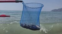 A net containing a dead rat pulled from the ocean.