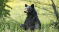 FWC's Final vote on rules for black bear hunting in Florida