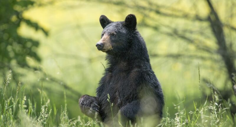 FWC's Final vote on rules for black bear hunting in Florida