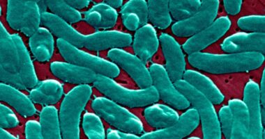 Flesh-eating bacteria: Expert tips for avoiding an infection this summer