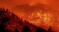 Forests managed by timber companies more likely to fuel megafires: Study
