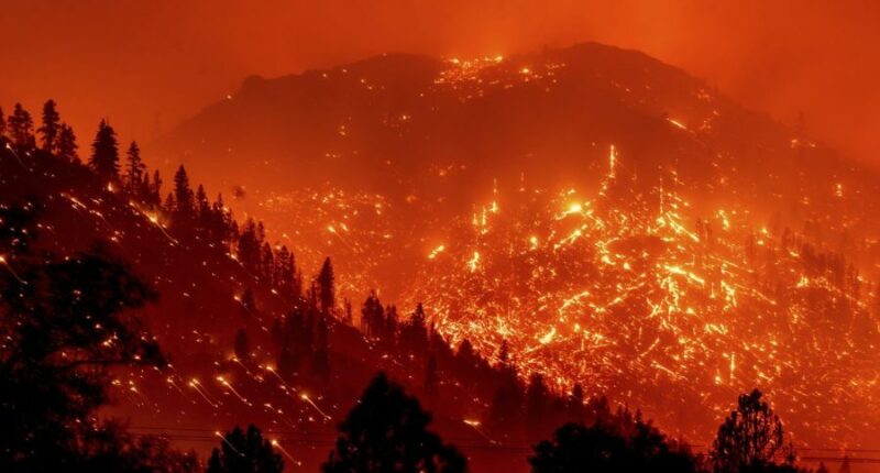 Forests managed by timber companies more likely to fuel megafires: Study