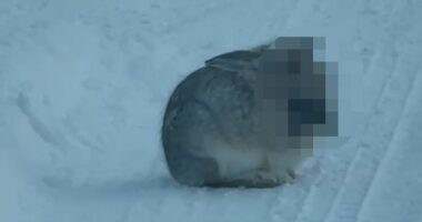 'Frankenstein' rabbits with tentacles appear in two more states