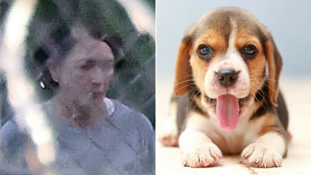 Ghislaine Maxwell blocked from puppy training program at Federal Prison Camp Bryan: report