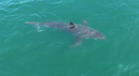 Great white shark lurking near Northeast vacation spot, drone video shows
