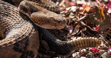 Hiker made fatal mistake when encountering poisonous snake, officials believe