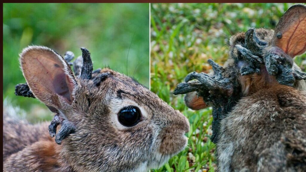 Horned Zombie Rabbits in Fort Collins Colorado: Here's What We Know