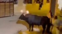 Bull with flaming torches on its horns knocks down a man and takes his bag.