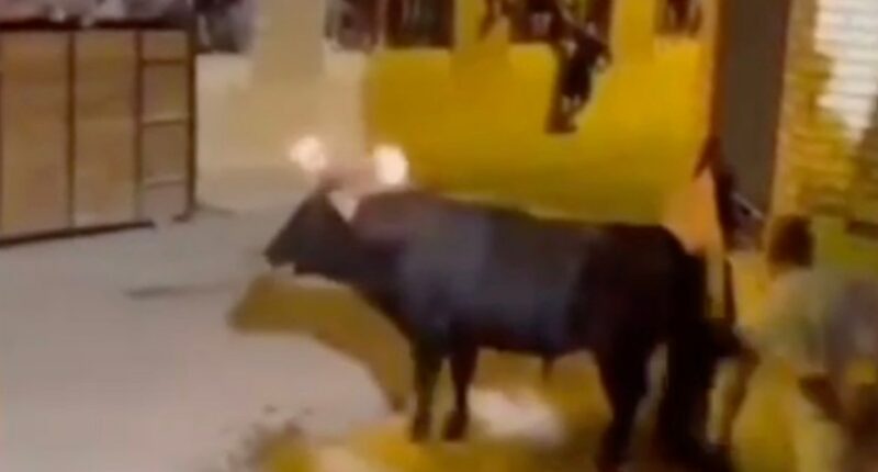 Bull with flaming torches on its horns knocks down a man and takes his bag.