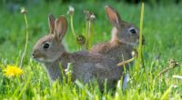 Two rabbits eating dandelions in a grassy field.